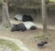 zoo19.jpg