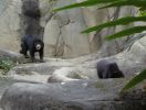 Filename=zoo20.jpg
Filesize=252KB
Dimensions=800x604
Date added=Dec 29, 2008 zoo20.jpg